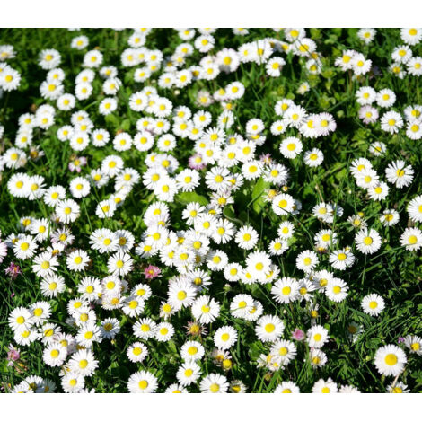Kamillensamen – 2000 Samen, kleine margeritenartige Blüten, Innen- und Außenanbau, einfach zu ziehen, frostresistente mehrjährige Pflanze (1/5)