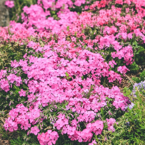 Rosa Polster-Phlox-Samen – 2000 Samen für Garten und Gemüsebeet, einfach zu ziehende Blumensamen, mehrjähriger Bodendecker, winterhart