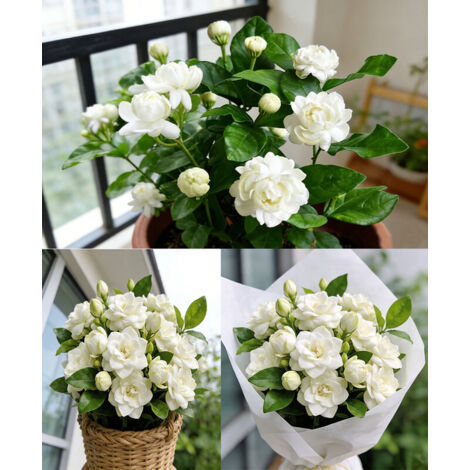 1000 Jasmin Sambac Samen – Weiße Jasminpflanze – Duftende Kletterpflanze für Garten, Balkon und Terrasse (1/5)