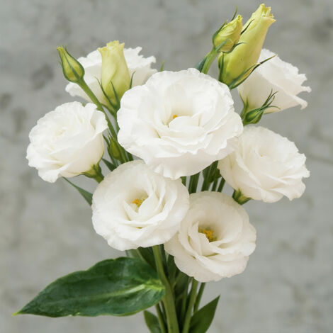 1000 Lisianthus Samen Weiß – Reine Gefüllte Eustoma Blüten, Elegant für Garten und Dekoration