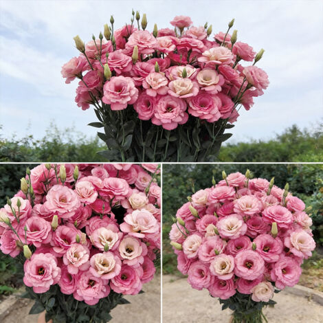 1000 Lisianthus Samen Rosa – Zierpflanze mit Langanhaltender Blüte, Perfekt für Topf, Balkon und Beete