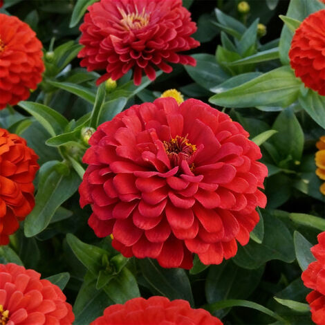1000 Semi di Zinnia – Zinnia Elegans Patrimoniali, Non Trattati, Impollinazione Libera, Fiori Rossi