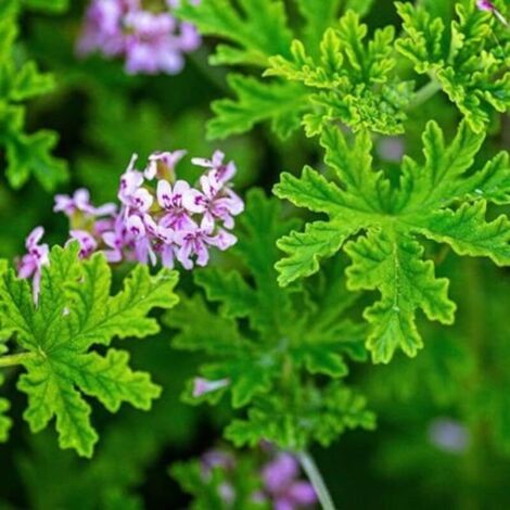 1000 Semi di Geranio Limone Antizanzare – Pianta Perenne Repellente Naturale per Giardino e Balcone