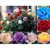 1200 pz Semi di rosa naturali – semi di fiori da giardino + fertilizzante