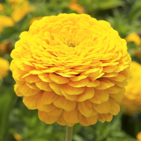 Semillas Zinnia Amarilla – 5000 piezas, Floración Abundante Verano, Resistente al Calor, Semillas con Fertilizante Incluido
