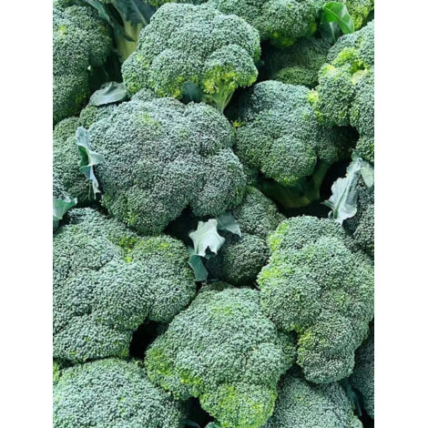 280 uds. Semillas de brócoli naturales – semillas orgánicas de huerto (1/5)