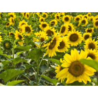 100 semillas de girasol enano – Planta fácil de cultivar para jardín y balcón – Atrae abejas y mariposas