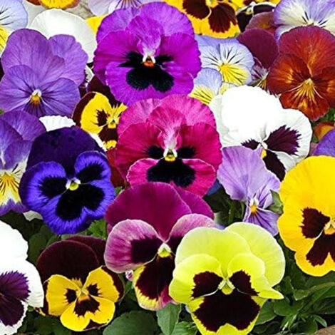 2000 Semi di Viola del Pensiero Gigante – Colorati per Giardino e Terrazza