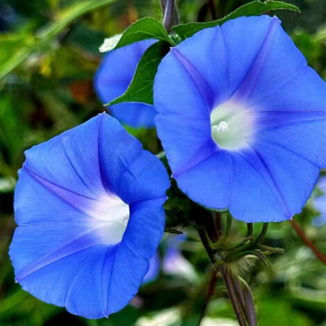 Ipomea blu (Ipomée volubilis) 300 semi – pianta rampicante vigorosa – fiori a tromba blu – terreno fertile e ben drenato – per cortile e giardino