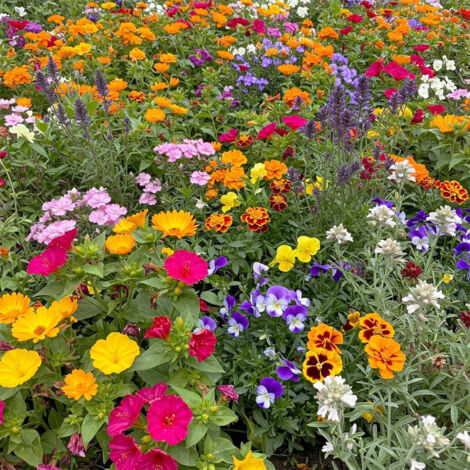 Semi misti di fiori selvatici 150 g – semi per giardino e esterni – facili da piantare – lunga fioritura – decorativi