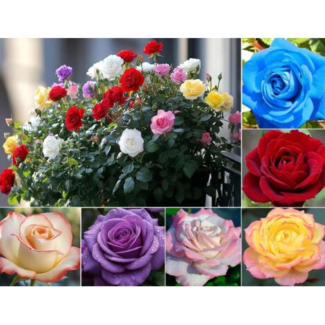 1200 pz Semi di rosa facili da coltivare – semi per principianti + fertilizzante