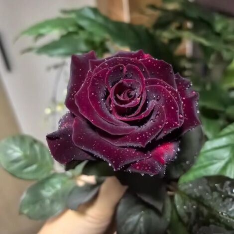 200 pz Semi Rosa Nera Esotica – Black Rose Seeds Piante Giardino con Fertilizzante