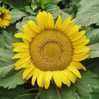 Semi di Girasole Giallo 1000 pcs – Alta Germinazione, Fiori Colorati, Facile Coltivazione