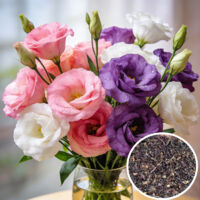 3000 Semi di Lisianthus colorati, adatti alla coltivazione all'aperto, ideali come fiori recisi e per decorare giardino, balcone e terrazza