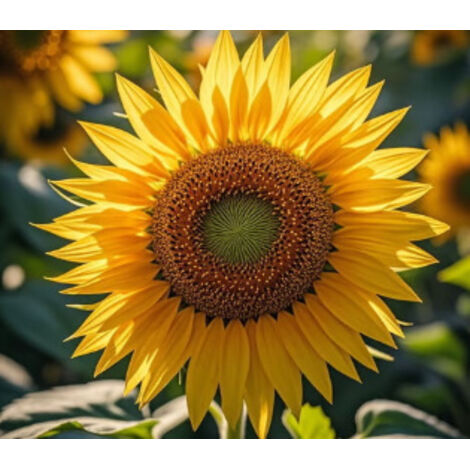 Semillas de girasol amarillo, 500 semillas – atraen insectos polinizadores – flores coloridas – ideal para patio, exterior y jardín (1/4)