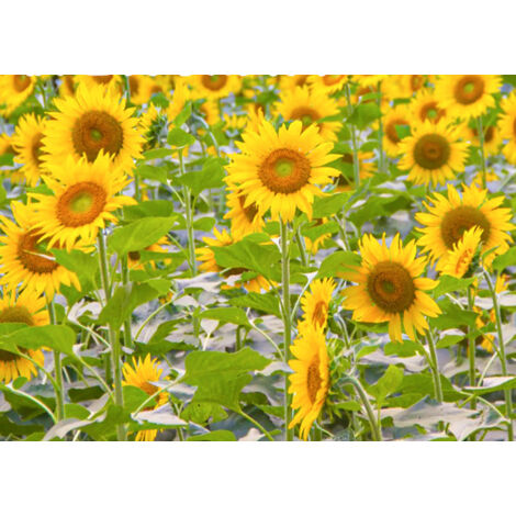 500 semillas de girasol de tallo corto – alta germinación, fáciles de cultivar, atraen insectos polinizadores, aptas para jardín, macetas y bordes de parterres (1/5)