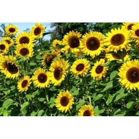 Semillas de girasol 200 semillas – atraen insectos polinizadores – flores coloridas – ideal para patio, exterior y jardín (1/4)
