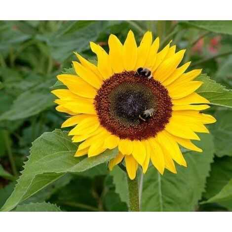 100 semillas de girasol de tallo corto – alta germinación, fáciles de cultivar, atraen insectos polinizadores, aptas para jardín, macetas y bordes de parterres (1/5)
