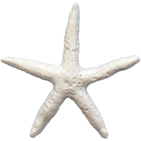 Lot de 10 décorations en forme d'étoile de mer, mini étoiles de mer décoratives à suspendre, à dos plat (1/5)