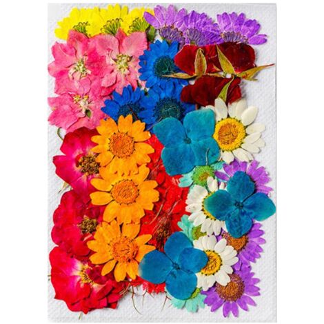 36 fleurs séchées de styles et couleurs assortis, en matière naturelle. Fleurs séchées polyvalentes pour la décoration et le bricolage. (1/5)