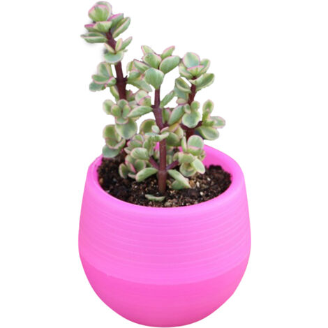 Succulent Pot Mini Seedling Flower Container Plastic Flower Pot for Garden Courtyard BalconyRose Red (1/2)