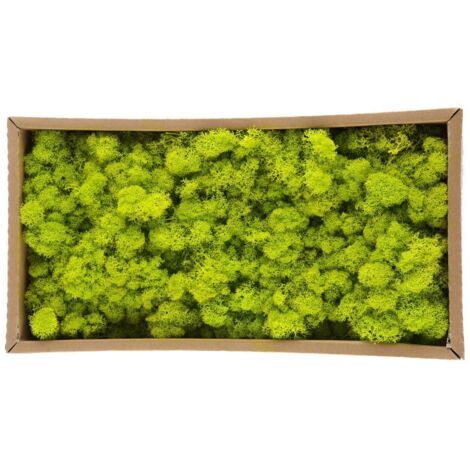 Preserved Decorative Moss Durable Natural Preserved Moss for Home Decorations Model Making (1/5)