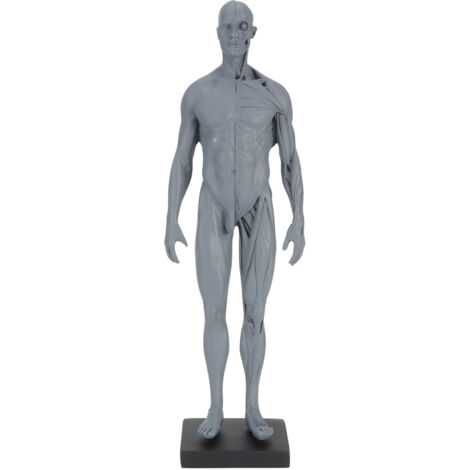 Resin Skeleton Human Body Muscle Model Lightweight for Sketch Drawing Teaching Researching (1/5)