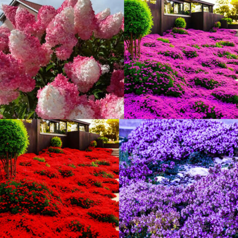 10 000 graines de thym rose + 10 000 graines de thym rouge + 10 000 graines de thym violet + 100 graines d'hortensia rose, plante décorative rustique (1/5)