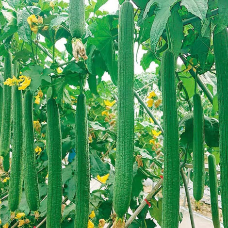 350 graines de Luffa « Emerald » — Graines de courge — Faciles à cultiver — Graines potagères, adaptées au jardinage en intérieur et en extérieur (1/5)