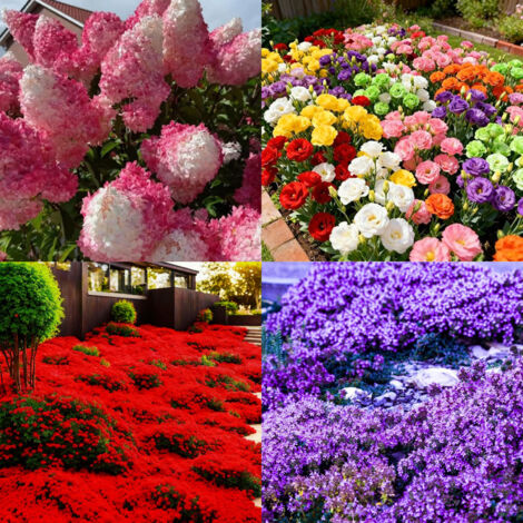 10000 graines de thym rose + 10000 graines de thym rouge + 200 graines d’hortensia rose + 1000 graines de plante naturelle anti-moustiques pour jardin (1/5)