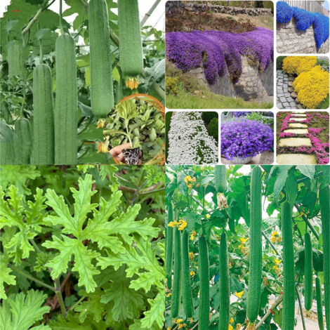 10 000 graines de thym mélangées + 700 graines de luffa + 1000 graines de citronnelle, gazon naturel anti-moustiques, pour jardin et aménagement (1/5)