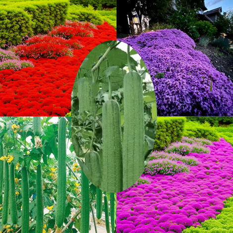 20 000 graines de thym rose + 20 000 graines de thym rouge + 20 000 graines de thym violet + 700 graines de luffa, pour la plantation en extérieur (1/5)