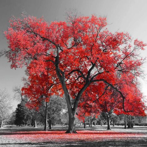 Tableau déco arbre rouge 50x50 cm – Impression UVgel pour couleurs profondes – Finition toile intissé premium – Décoration intérieure – Hxadeco