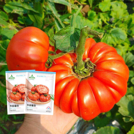 Beefmaster Tomato Seeds 500 – Large Juicy Fruits, High Yield Variety for Garden (1/5)