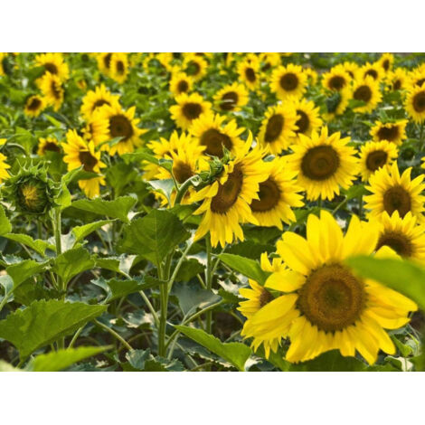 100 Dwarf Sunflower Seeds – Ideal for Pots and Gardens, Easy to Grow, Attracts Bees and Butterflies (1/5)