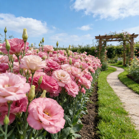 1000 Pink Lisianthus Seeds – Eustoma for Sowing, Long-Lasting Blooms, Ideal for Pots, Balconies and Garden