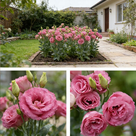 1000 Dark Pink Lisianthus Seeds – Eustoma Grandiflorum, Abundant Blooms, Easy to Grow in Pots and Garden