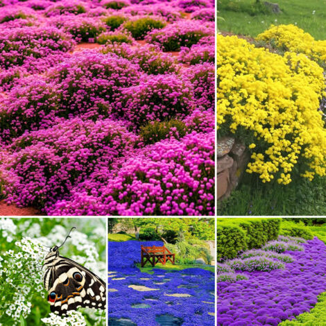 50,000 Mixed Colour Creeping Thyme Seeds (Thymus serpyllum) – Perennial Bee-Friendly Ground Cover Mix – Flowering Carpet for Gardens & Borders