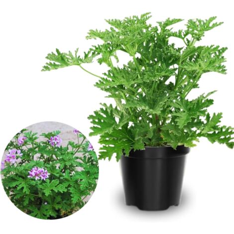 1000 Lemon Scented Geranium Seeds (Pelargonium citrosum) – Perennial Mosquito Repellent Plant for Indoor & Outdoor Use – Ideal for Garden & Patio