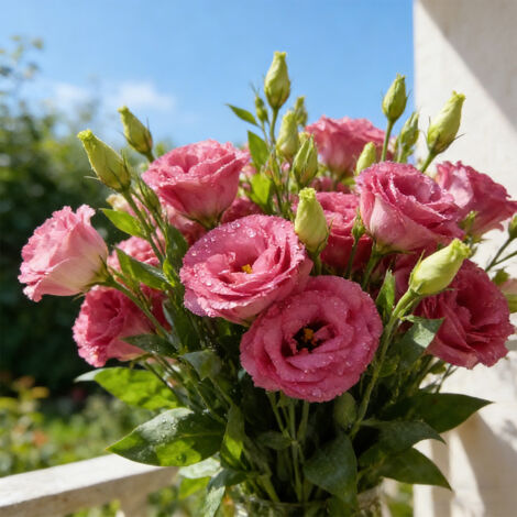 1000 Dark Pink Lisianthus Seeds – Richly Blooming Variety, Easy to Grow in Pots or Open Ground (1/5)