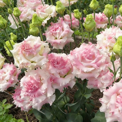1000 Pink Ruffled Lisianthus Seeds – Double-Frilled Flowers for a Unique Decorative Effect in Garden or Floral Arrangements (1/5)