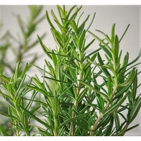 Rosemary Seeds 500 – Culinary Rosemary – Herb Seeds – Cold-Resistant – Suitable for Balcony and Garden Cultivation