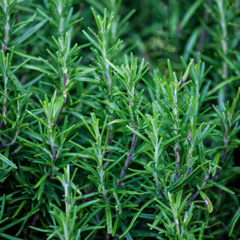 Rosemary Seeds 1000 – Culinary Rosemary – Herb Seeds – Cold-Resistant – Suitable for Balcony and Garden Cultivation