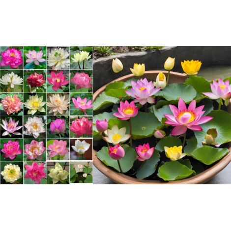 Dwarf Lotus Seeds – 30-Pack Seeds for Aquatic Plants, Bonsai Lotus and Water Lilies, Ideal for Ponds and Home Gardens (1/5)