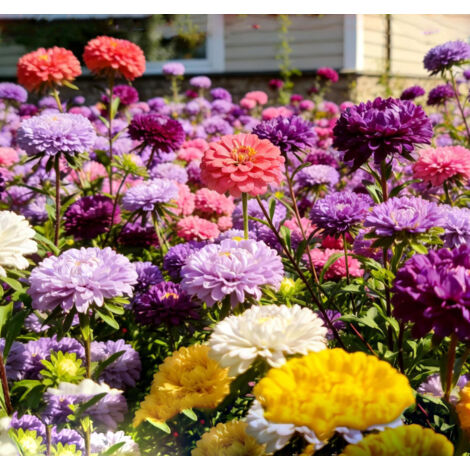 Zinnia Elegans "Crazy Blend" Seeds – 1000-Pack Seeds, Color Mix, Heirloom Open-Pollinated and Untreated Varieties (1/5)