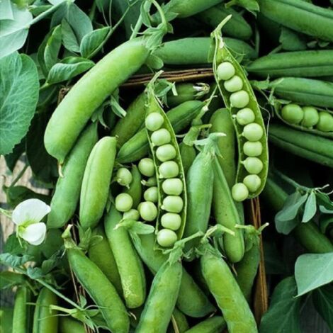 4-5 pcs Sugar snap pea seeds for home garden – vegetable seeds for growing (1/5)