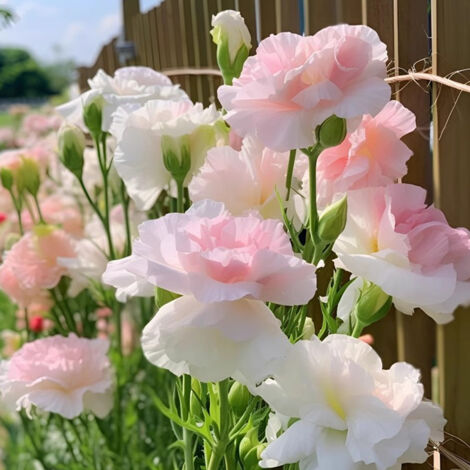 1000 Pink & White Lisianthus Seeds – Bicolour Double-Flowered Eustoma, Perfect for Garden and Balcony Decoration