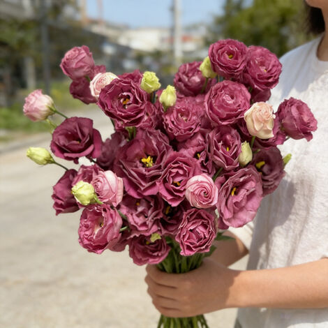 1000 Carmine Red Machila Lisianthus Seeds – Double-Flowered Eustoma Grandiflorum, Intense Colour for Garden