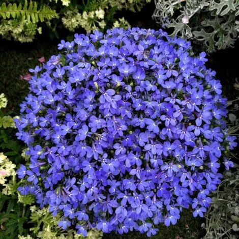 20,000 Creeping Thyme Seeds Blue (Thymus serpyllum) – Bee-Friendly Aromatic Ground Cover – Fast Spreading Perennial for Lawns, Patios & Landscaping