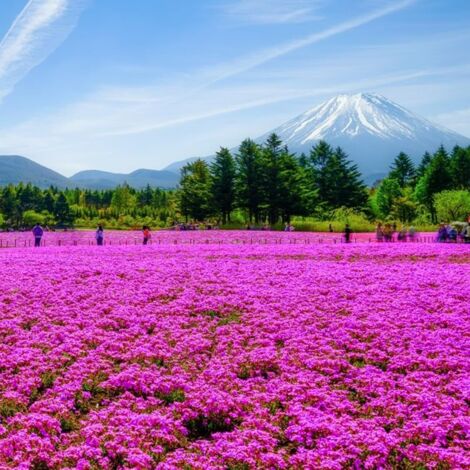 50,000 Creeping Thyme Seeds Red Pink (Thymus serpyllum) – Vibrant Flowering Ground Cover Seeds – Ideal for Large Scale Landscaping & Garden Design (1/5)